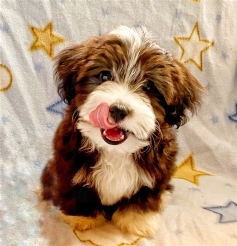 Havanese puppies near me - Havanese puppies in Portland are smaller dogs - though they certainly make for it in personality! On average, a Havanese puppy will grow to be about 10 inches high at the shoulder, with males just a little bigger than females. The average Havanese for sale in Portland and will weigh in at around 10 pounds, and will reach full maturity …